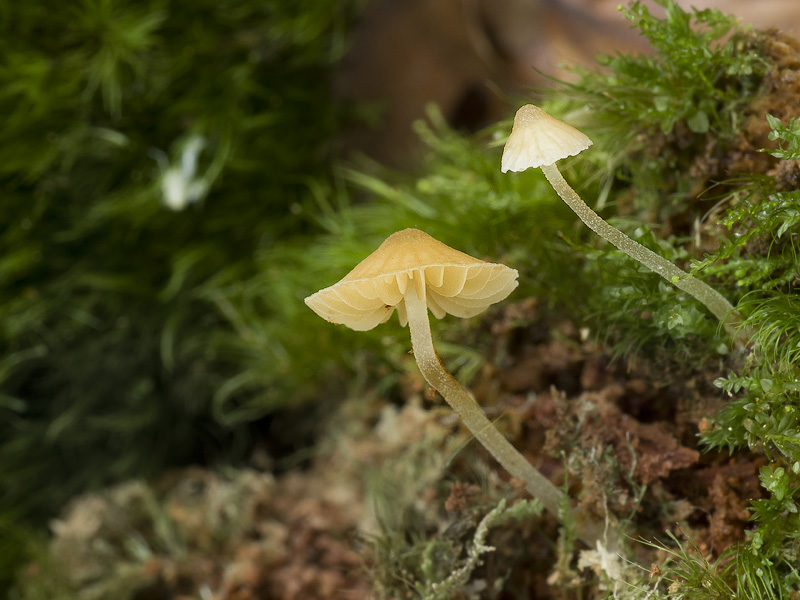 Galerina stordalii